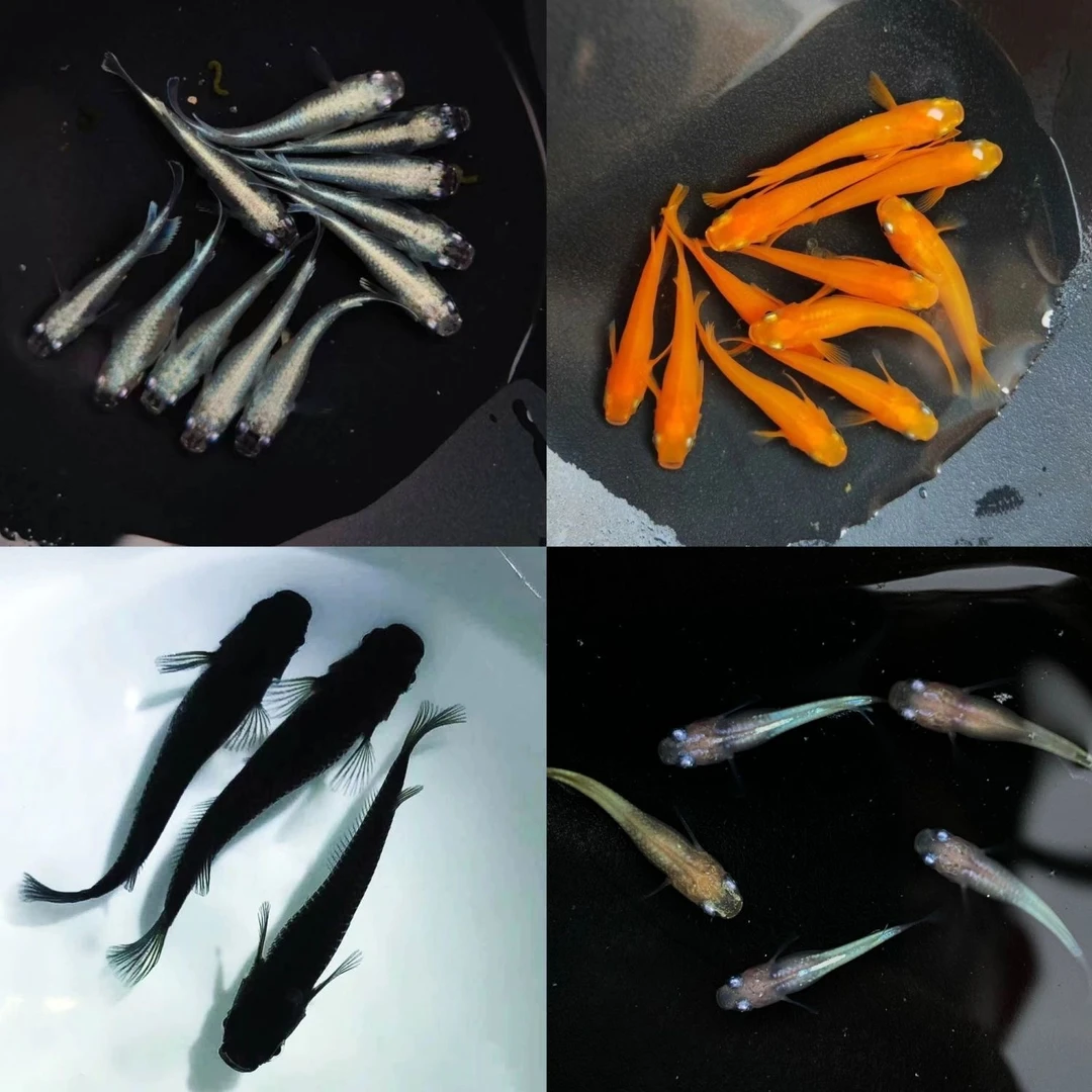 观背青鳉鱼星光干支红帝天使之翼球体小型水观赏鱼