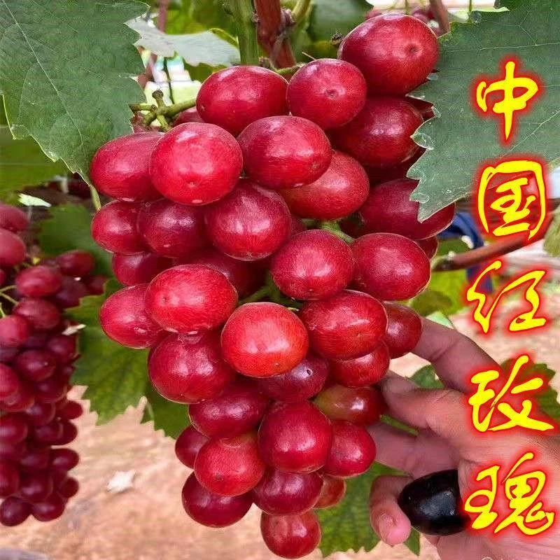 新品中国玫瑰红葡萄苗果树果苗爬藤南方种植葡萄苖当年结果苗