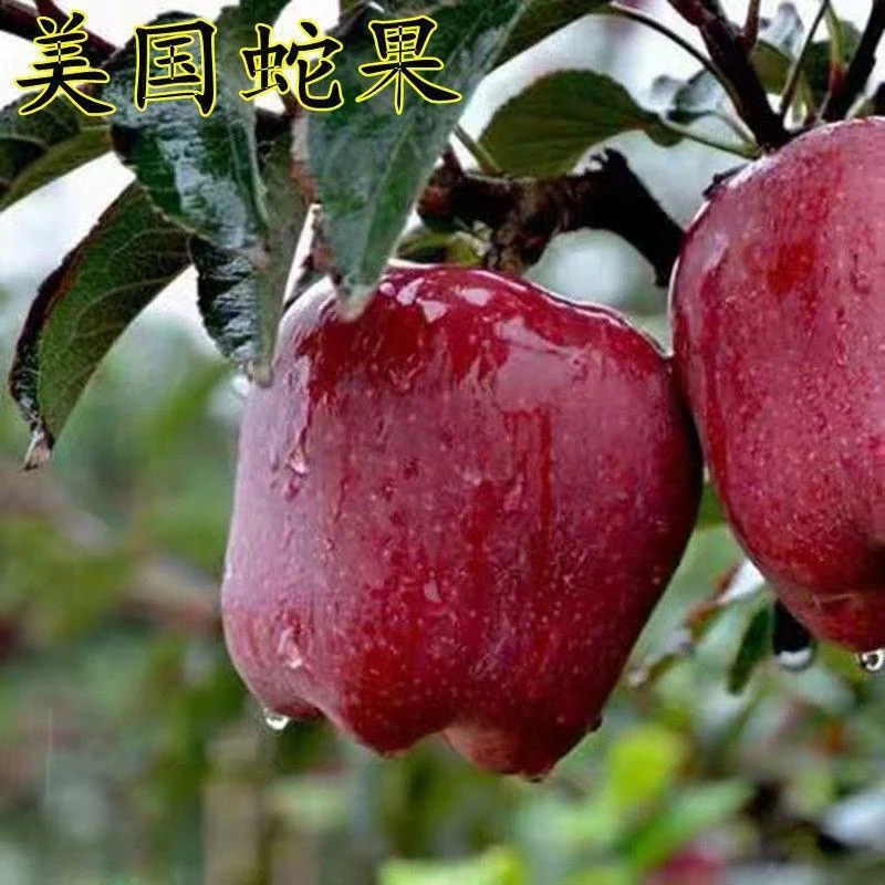 苹果树苗嫁接蛇果树苗花牛苹果苗盆栽地栽南北方种植当年结果