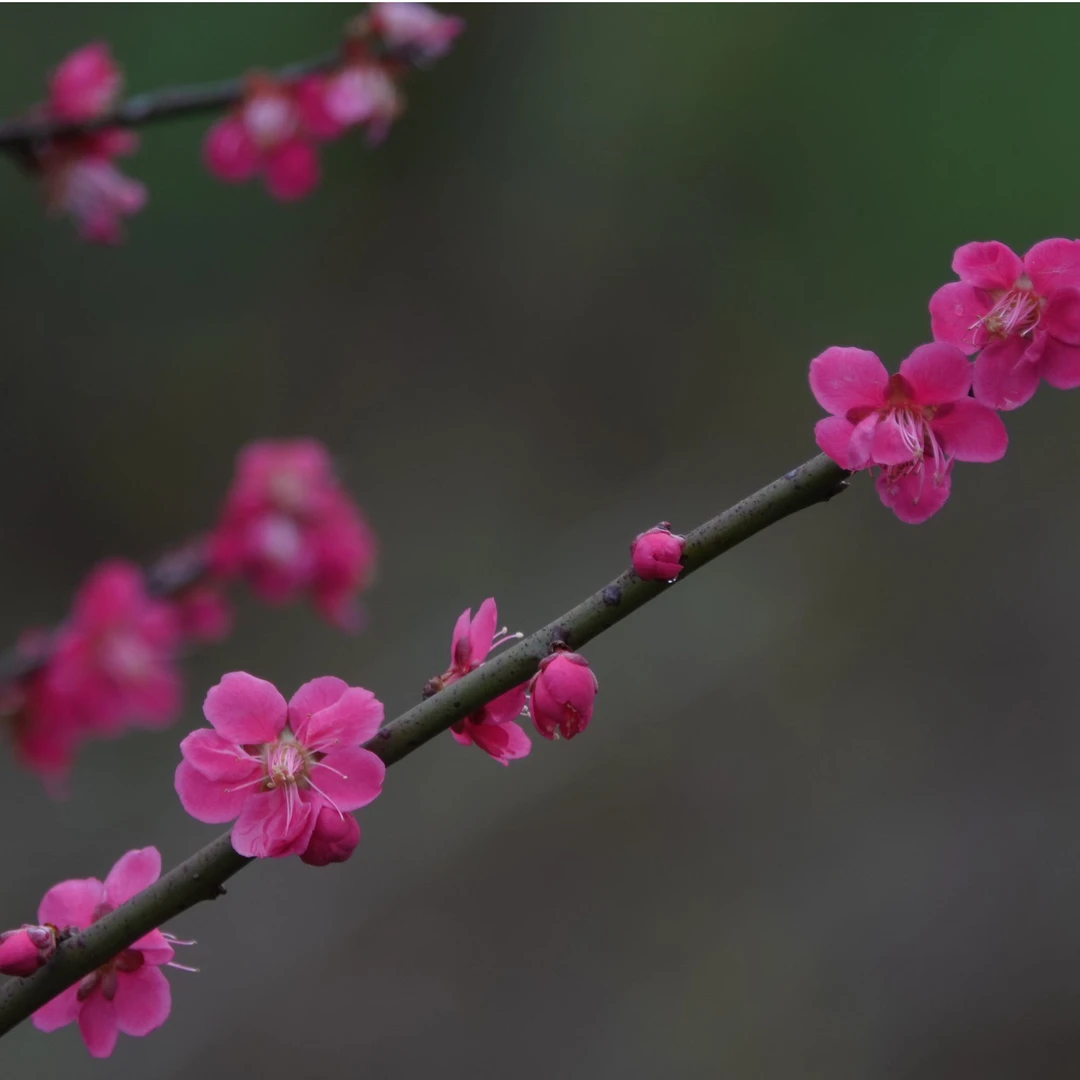 【梅花·自然形】·朱砂梅/骨里红/绿萼梅/美人梅等，盆栽地栽，开花苗