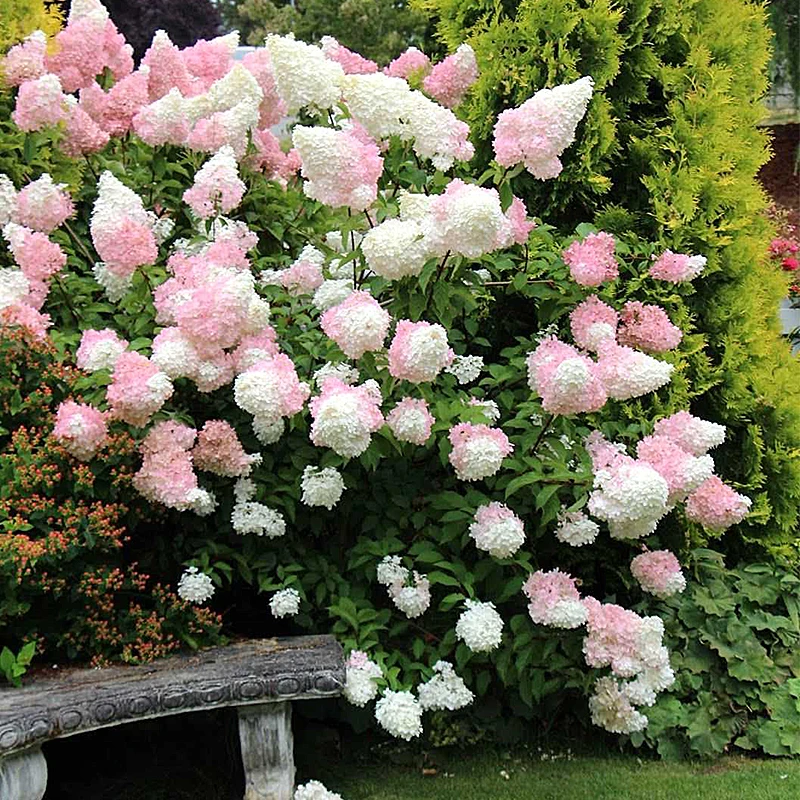 HONGYUE/虹越圆锥绣球乔木绣球盆栽苗 夏日冰淇淋绣球耐热好养