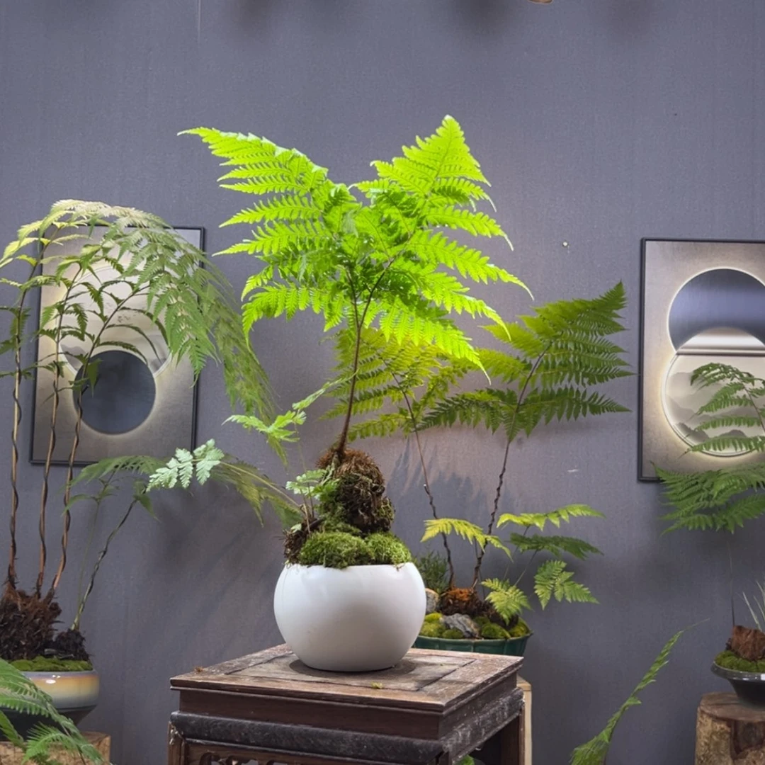 【闪购商品】芬蕨类