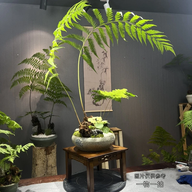 【一物一单】蕨类植物盆栽虹鳞蕨凤尾蕨禅意实物室内盆景家居茶空间