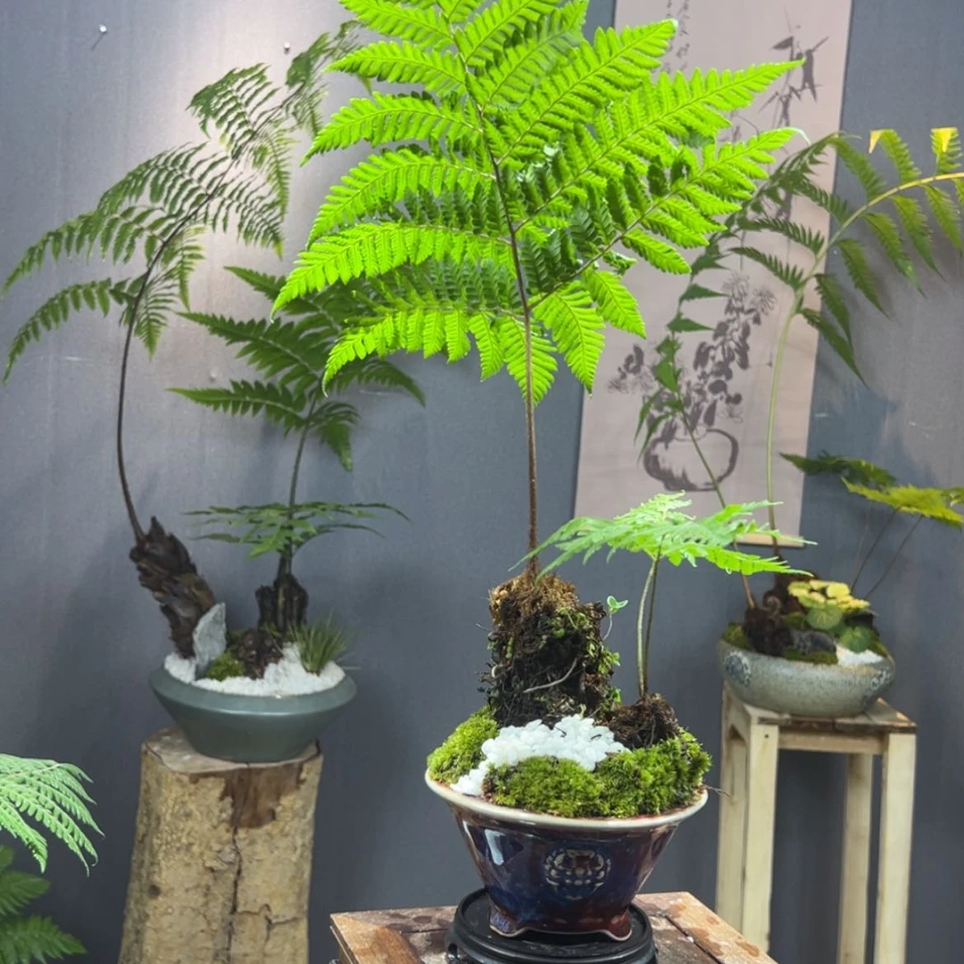 【闪购商品】陶瓷予*蕨类植物