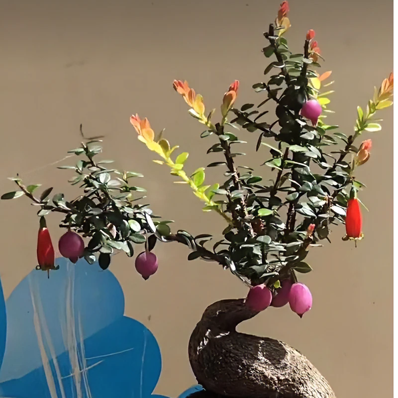 云南网红树罗卜(直播间一物一拍)私自下单随机发货