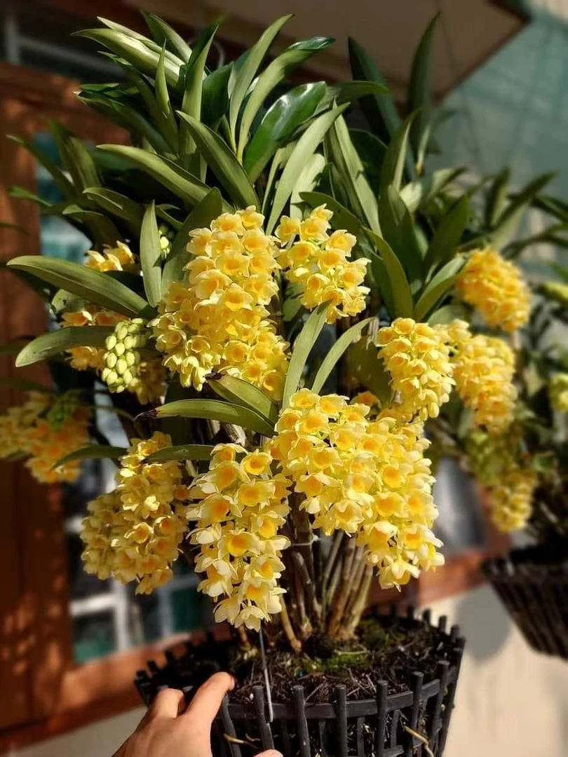 稀有蜜花石斛种苗室内外窗阳台绿植物盆栽扭瓣法式黄球密吊兰花卉