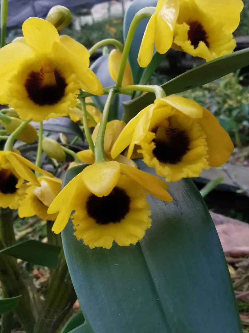 斑栗鼓槌石斛 缅甸稀少花色花心红到黑色均有栗斑鼓槌,花非常香