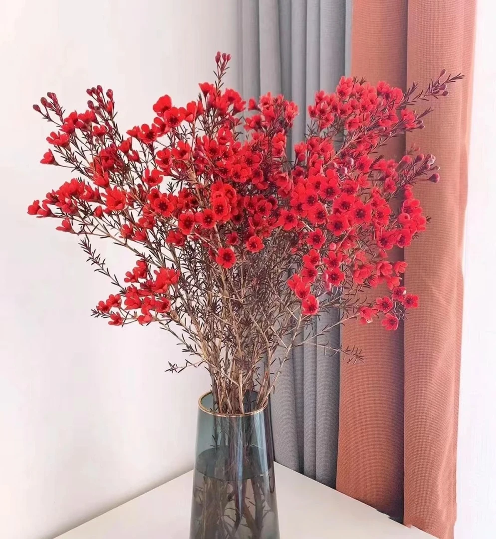 [平头腊梅] 鲜花品类发货无法拒收 澳洲引进花材收到醒花中通包邮