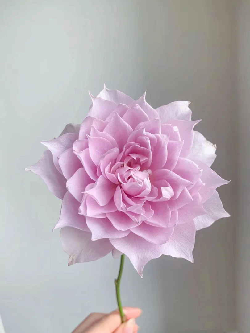 【阿紫福利】 幻紫 玫瑰 鲜花品类发货无法拒收零度以下需拍保温棉