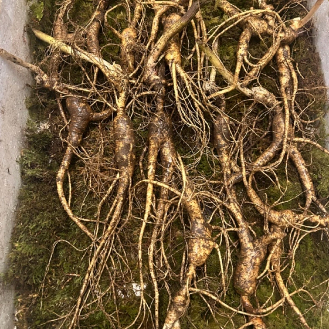 长白山新鲜人参 20年林下参 半斤装（15颗左右）