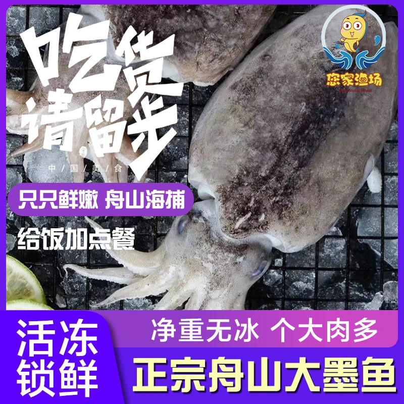 1斤/只!特大舟山海捕野生东海大墨鱼海鲜鲜活速冻大目鱼乌贼