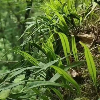 深山支棱草一包50克