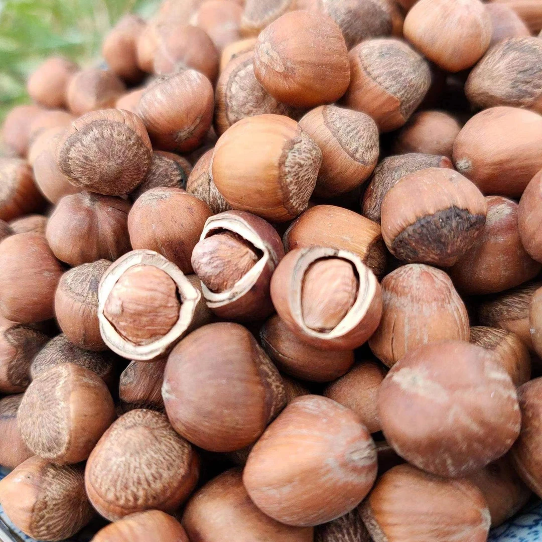 野生榛子二斤包邮