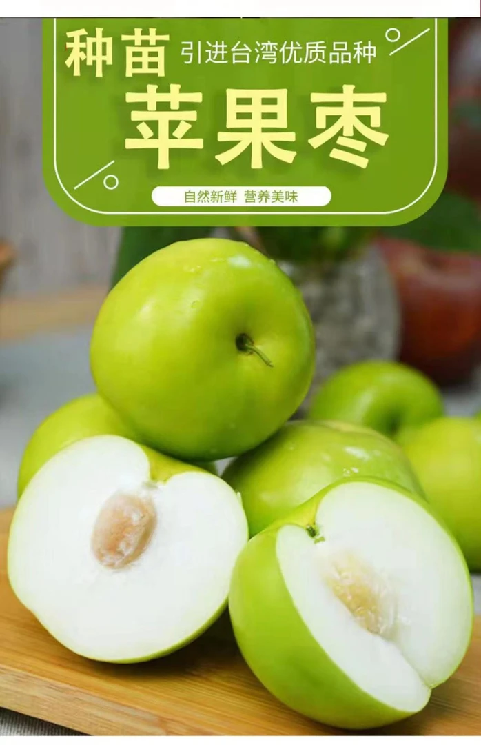 福建漳州引进台湾品种苹果枣新鲜清脆精选脆甜爽口正宗优质品质果