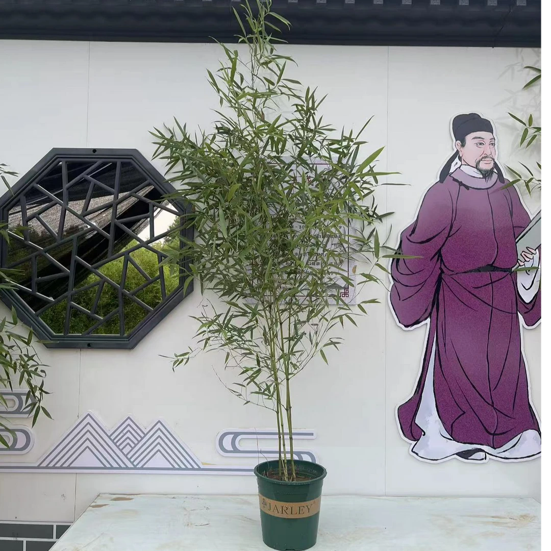 冰翠竹 四季绿植盆栽北方庭院观赏耐寒种植