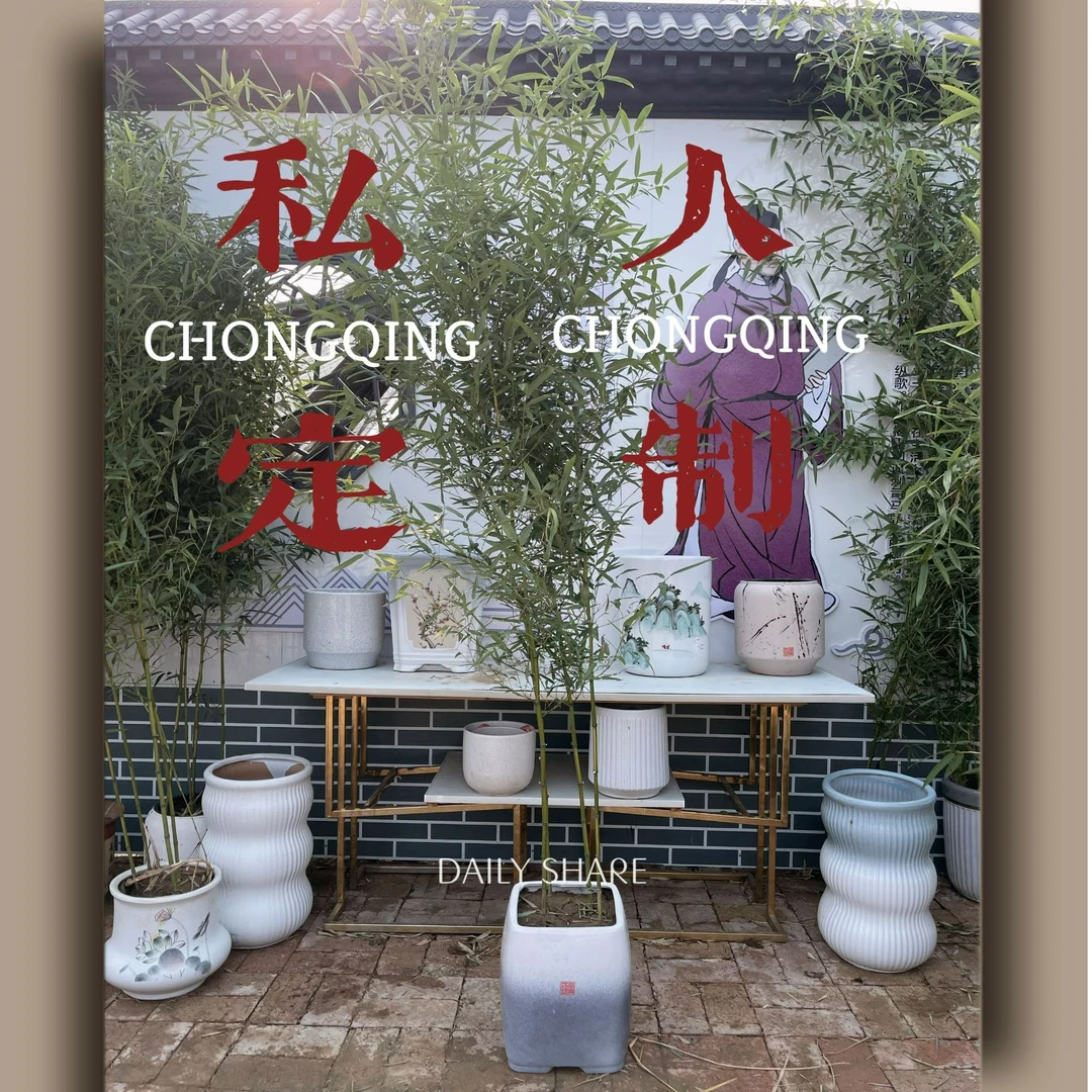 【北方风景竹园】冰翠竹盆栽地栽四季常青耐寒观赏庭院室内假植懒人