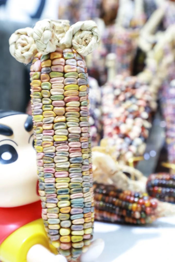 文玩玉米 仅限直播间使用 （请勿私拍）