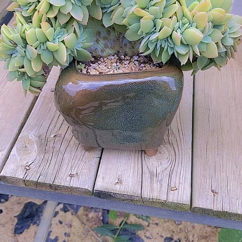 人***行多肉植物保护研究所