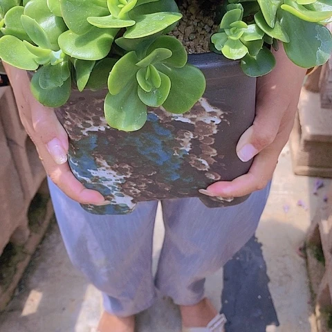 一*多肉植物保护研究所