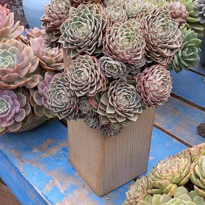 千*多肉植物保护