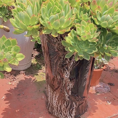 人***行多肉植物保护研究所