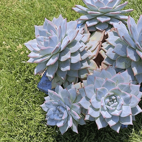 花**～多肉植物保护研究所
