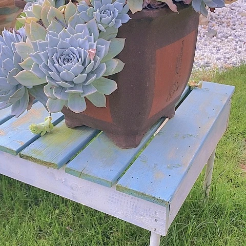 美****师多肉植物保护