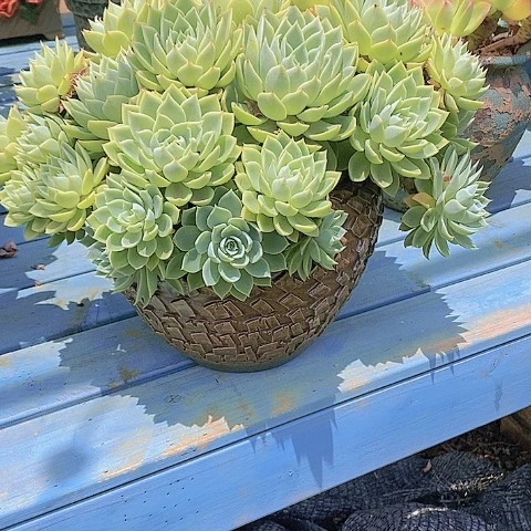 大****庄多肉植物保护