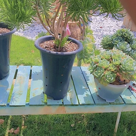 秋**雨多肉植物保护研究所
