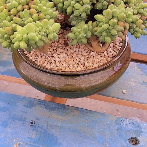 多肉植物保护研究所
