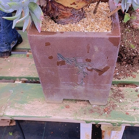 大****庄多肉植物保护