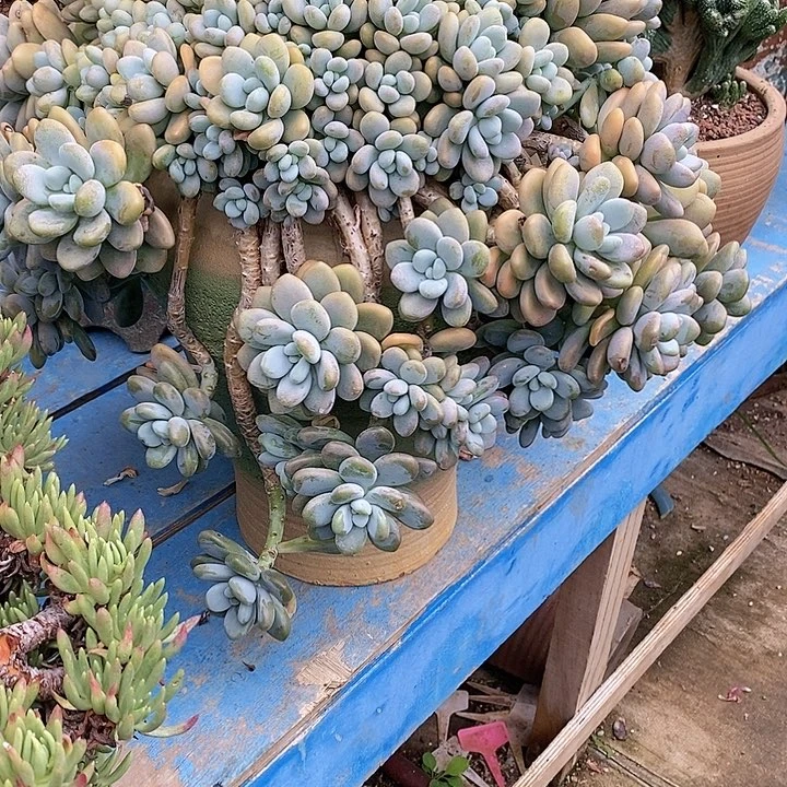 千*多肉植物保护