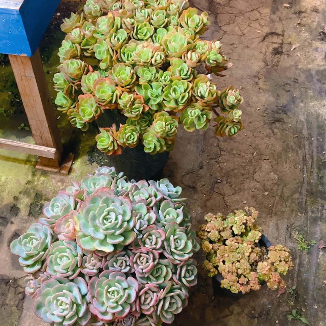 【闪购商品】多肉老桩