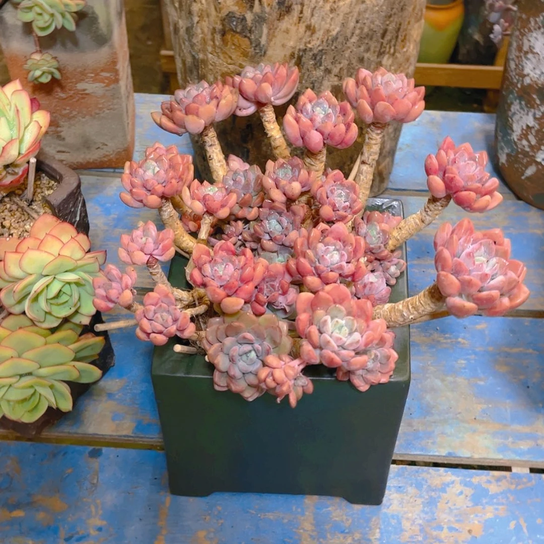 【闪购商品】5**1多肉老桩