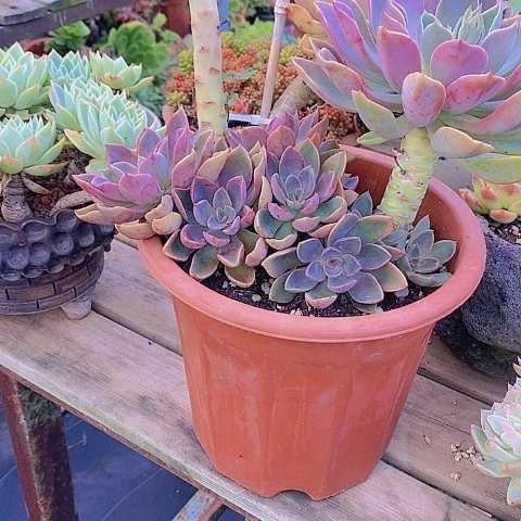 企****姐多肉植物保护研究所