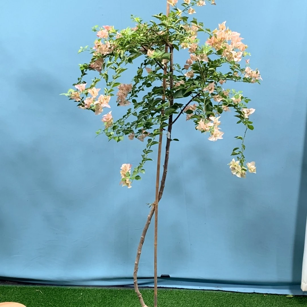 【闪购商品】花卉7555所罗门