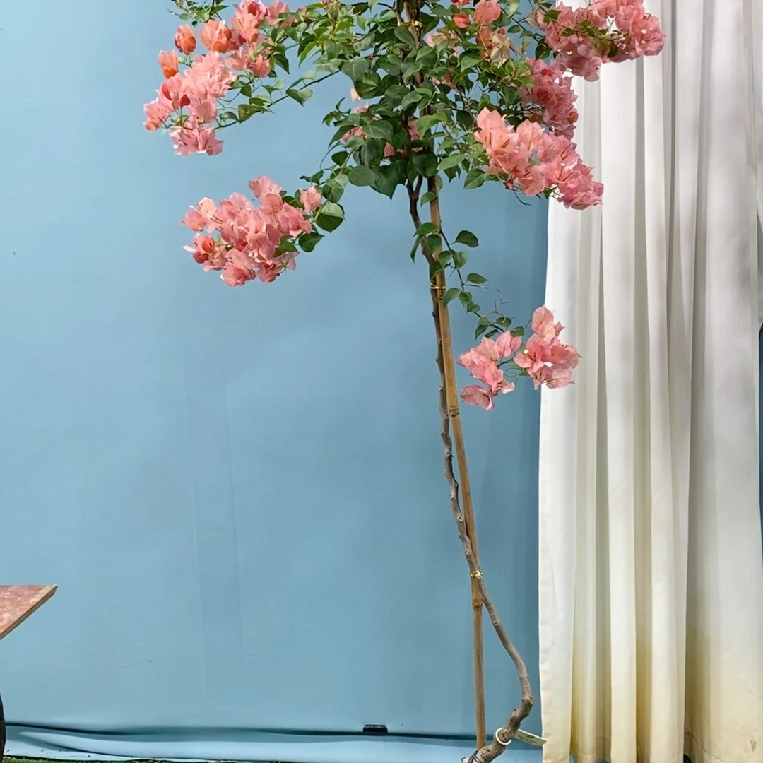 【闪购商品】花卉8026不甜原盆纸箱顺丰