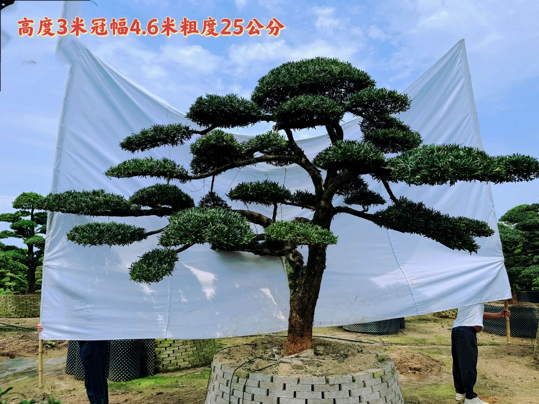 大型罗汉松园艺盆景盆栽植物四季常青绿植庭院台湾金钻迎客松