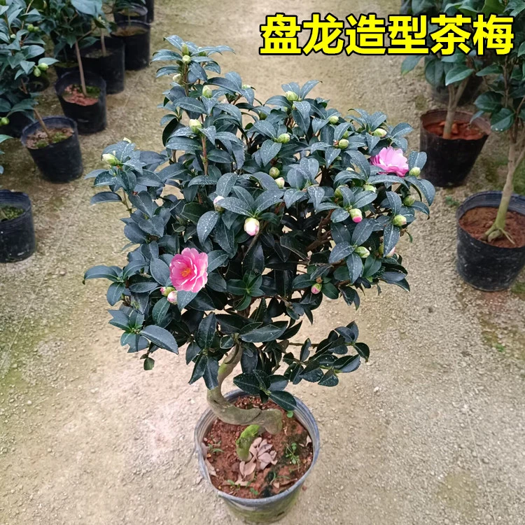 粉色茶梅树苗盆栽盘龙造型原生大苗名贵稀有品种带花苞耐寒耐热花