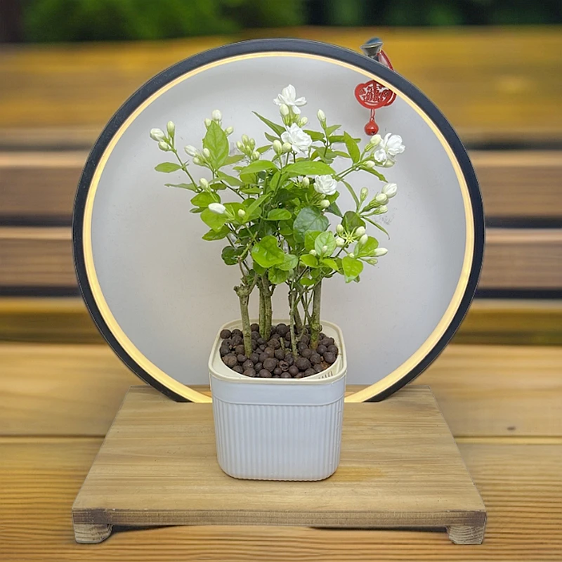 茉莉花盆栽好养室内外香水茉莉花夏季耐热开花白色