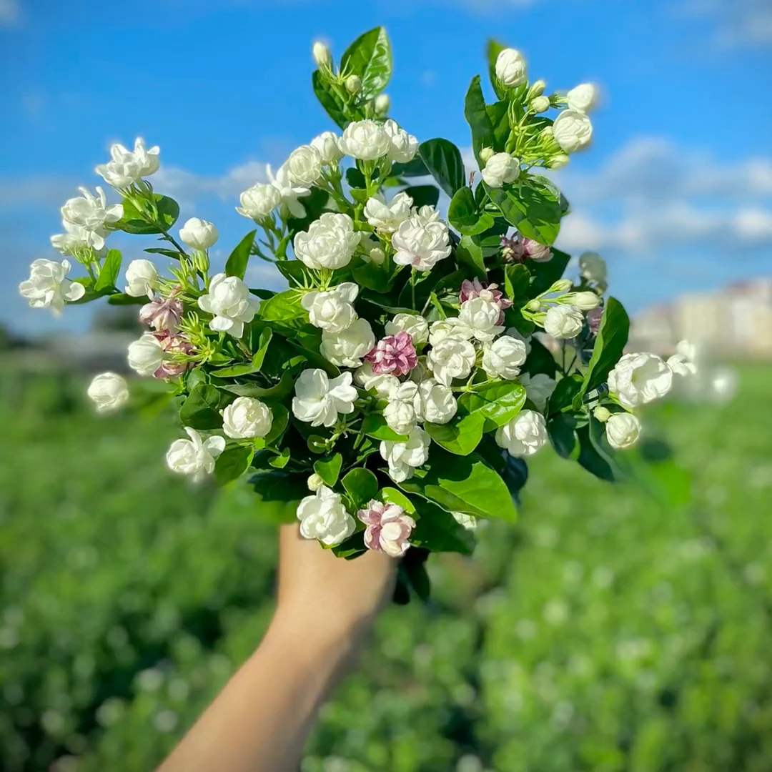 茉莉花盆栽广西横县重瓣茉莉花香水白色茉莉4-10月开花浓香花