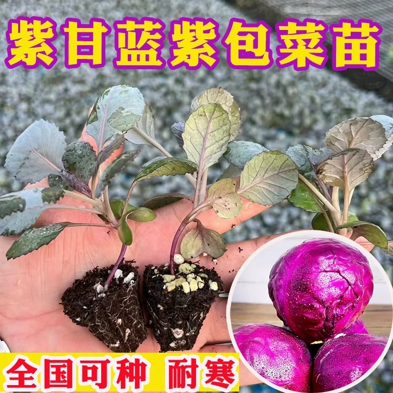 紫甘蓝蔬菜种苗紫包菜紫卷心菜沙拉菜绿包菜牛心甘蓝花菜四季菜苗