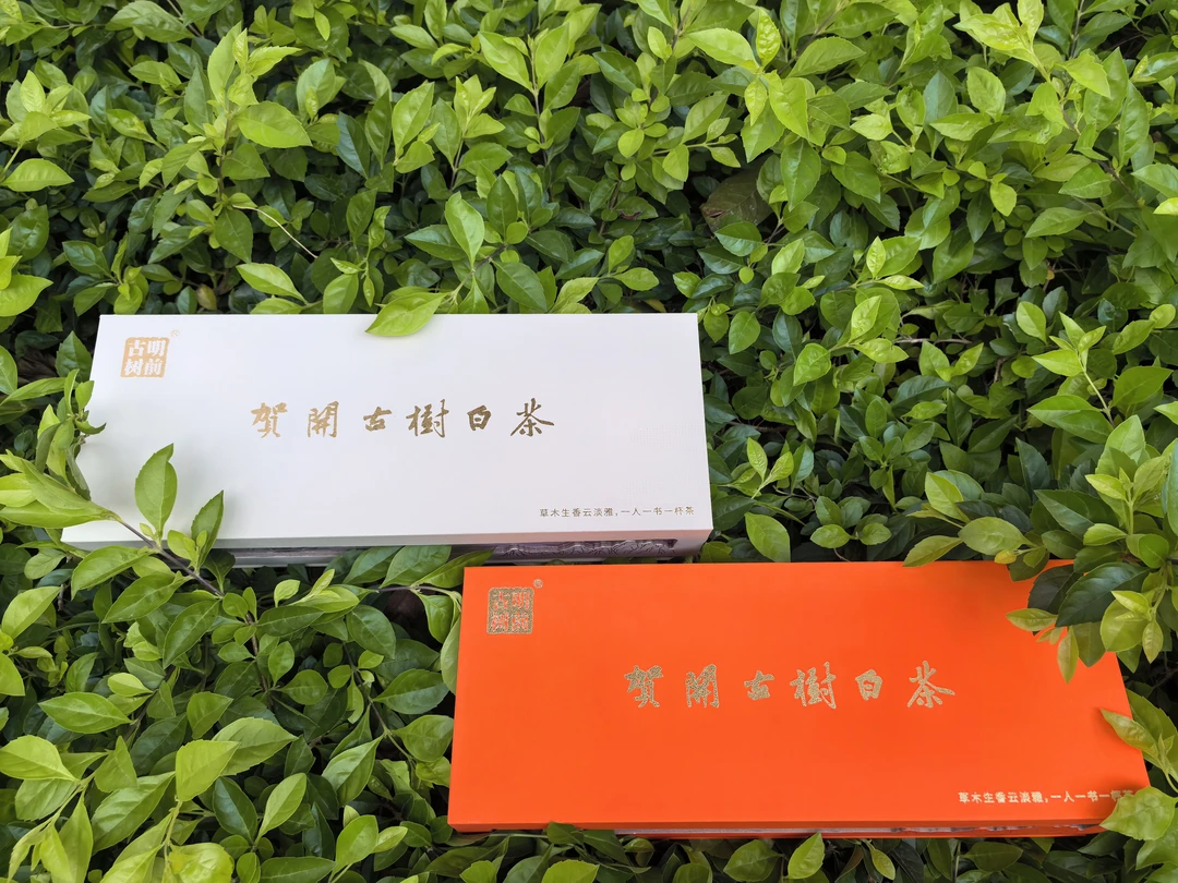 2021年贺开古树白茶125g礼盒款
