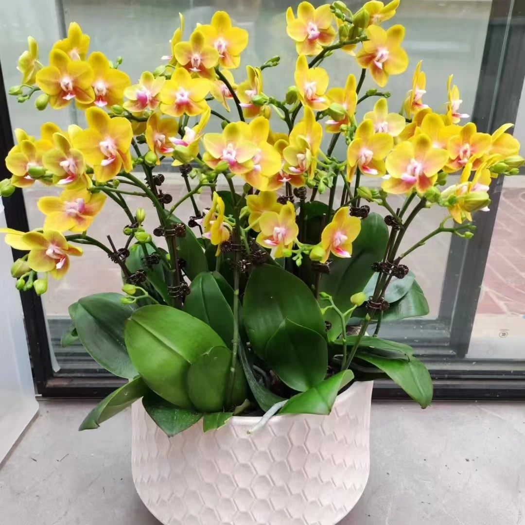 【彼自豪】】蝴蝶兰 3.0寸加高杯