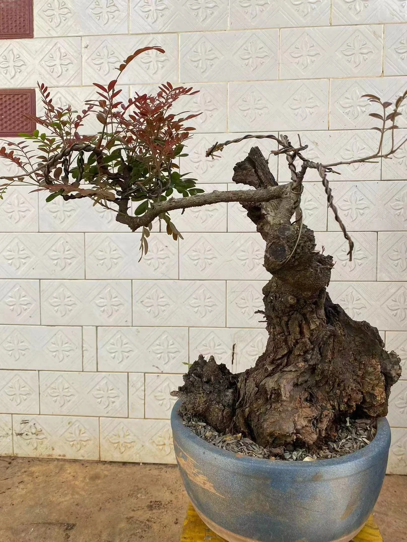 云南红芽清香木,盆景盆栽各种桩型一物一拍,仅限于直播间下单