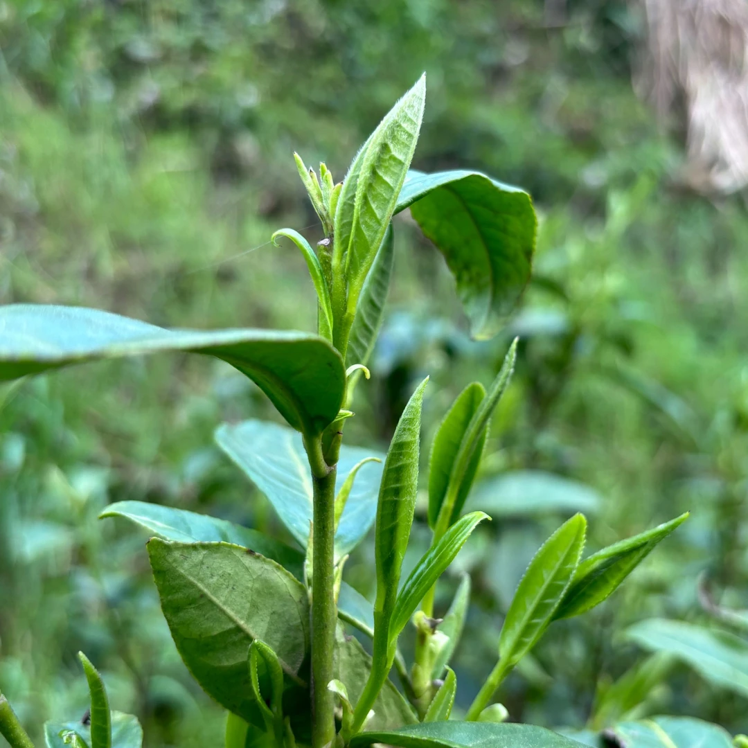 25年保靖黄金茶明前头采1号