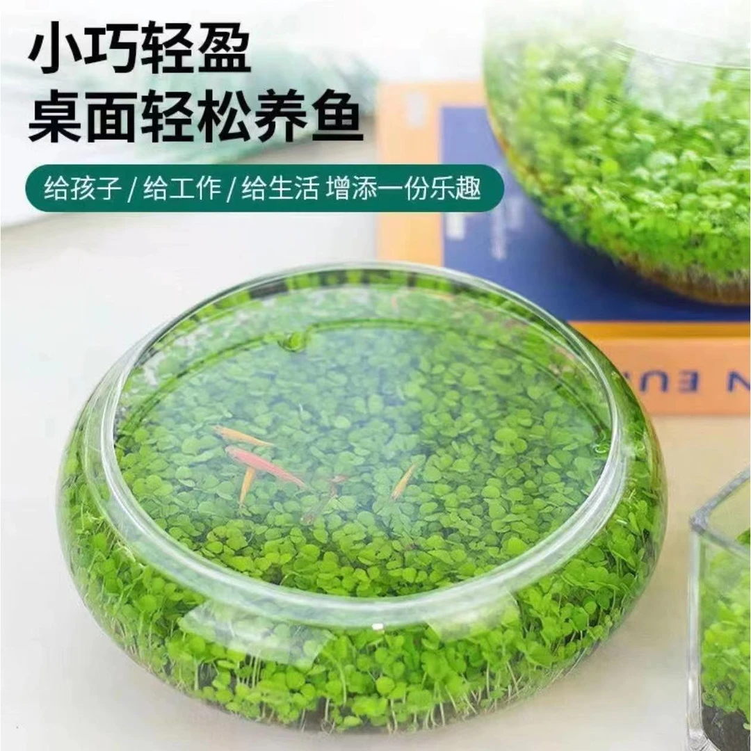 【新疆包邮】水草种子水泥鱼缸生态微景观免创意美观净化水质植物