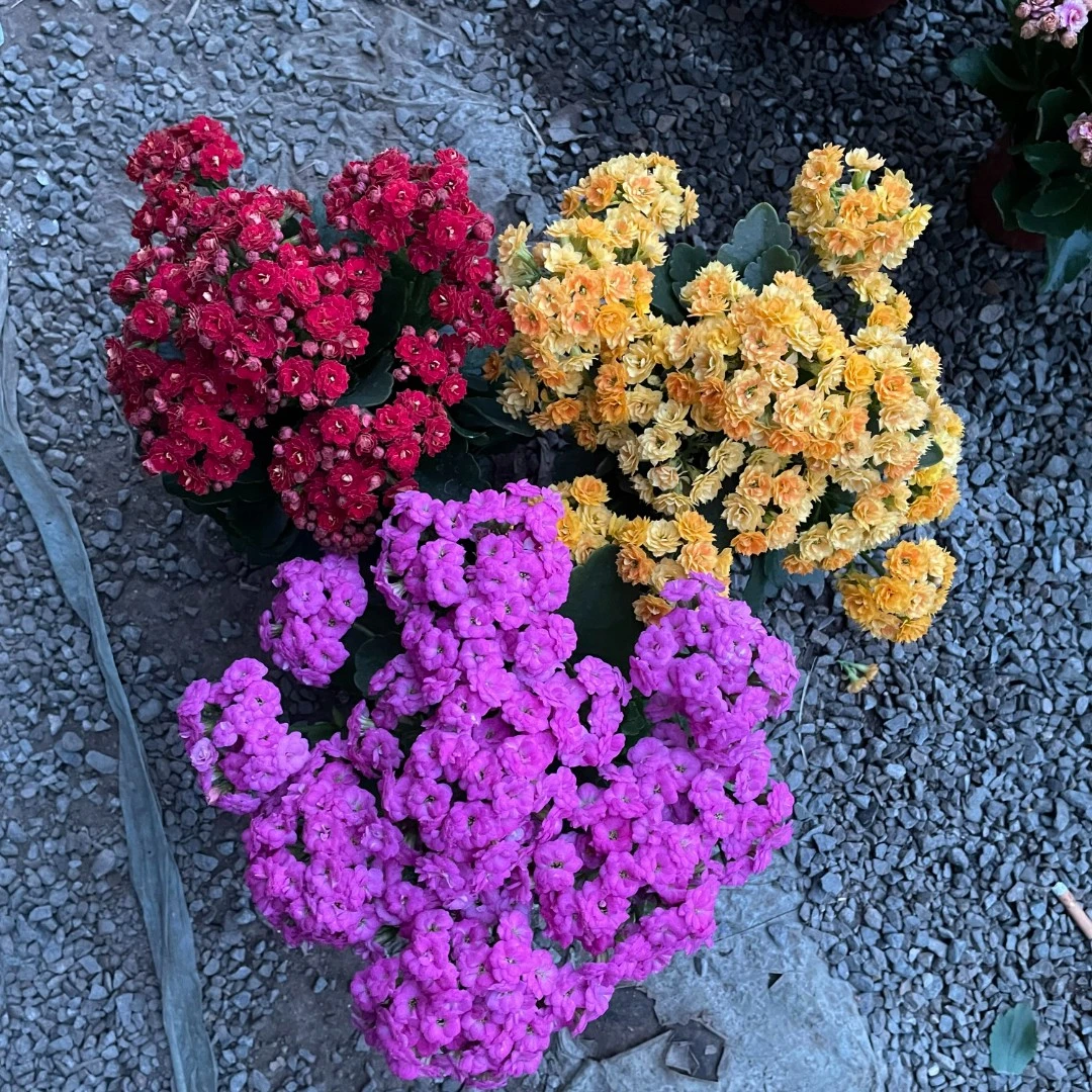 五盆随机花后苗长寿花红色夏季春季橙色黄色紫色冬季粉色