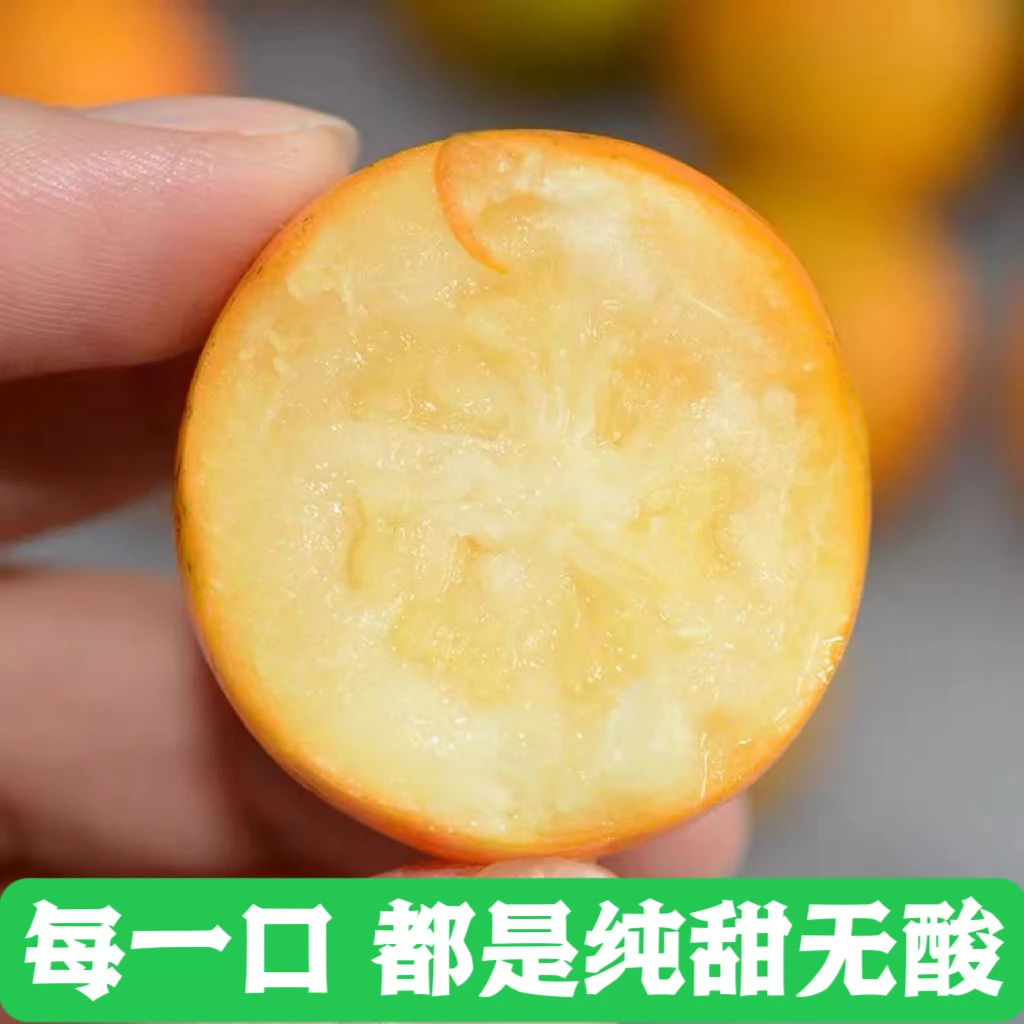 融安滑皮金桔脆口纯甜无酸不麻嘴源产地果园新鲜采摘包邮