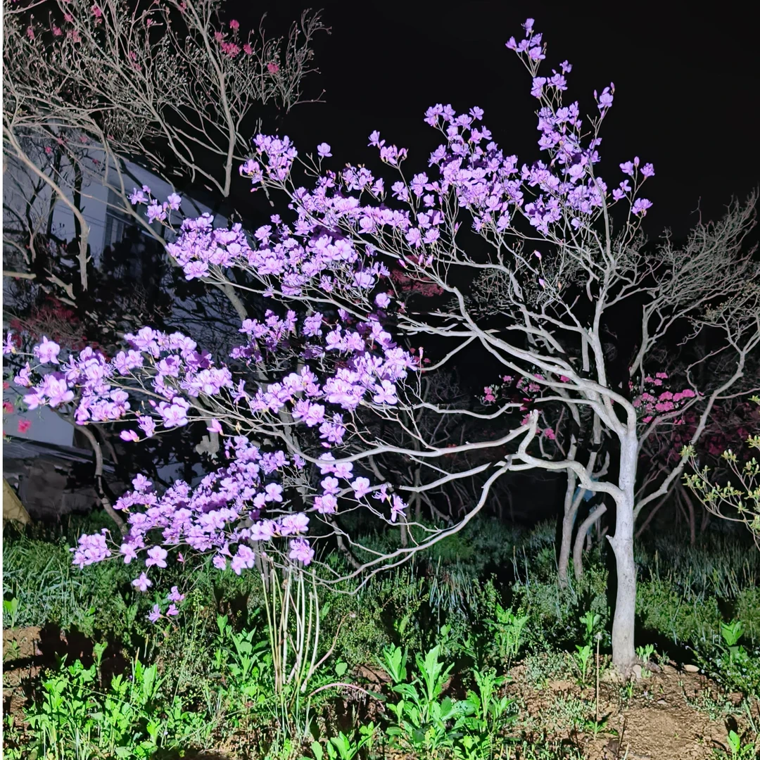 大别山紫色映山红，大小造型不一，拍单请联系